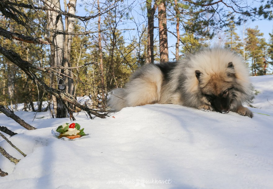 eväsleipä2_samoilevat sukkaset_kevät_laskiainen-keeshond_metsä