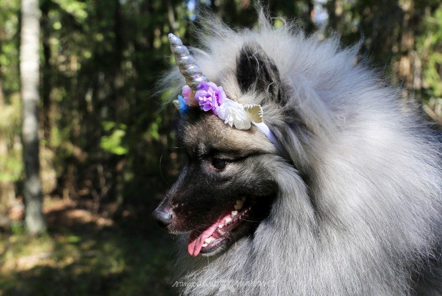 Hymy_1vee_synttärieväs_samoilevat sukkaset-30