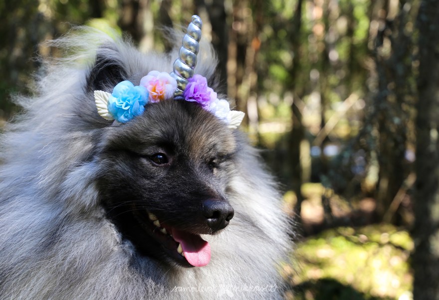 Hymy_1vee_synttärieväs_samoilevat sukkaset-34