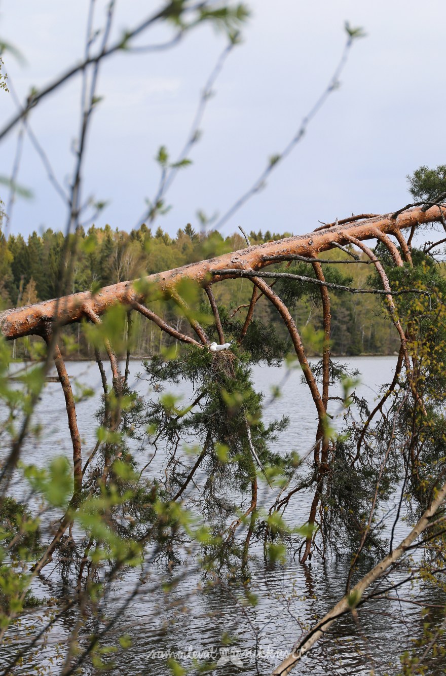 Neuleretki_villasukat_Liessaari_Lohja_samoilevat sukkaset-12