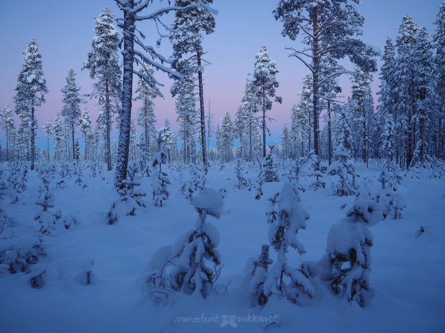 Samoilevat sukkaset_torassieppi_2018