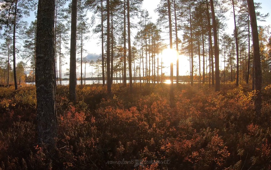 Armoton erämaa_salamajärvi_samoilevatsukkaset_iristanttu