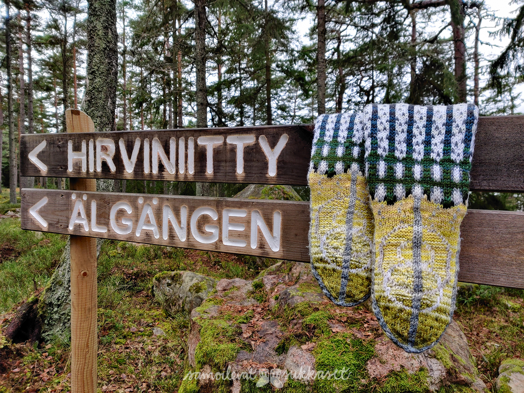 Samoilevat sukkaset Porkkalassa_1_iristanttu