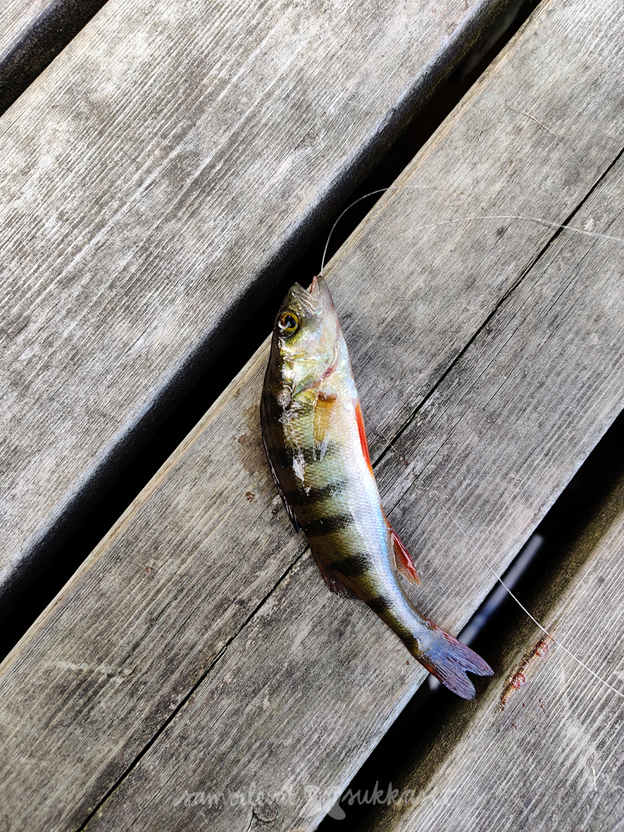 samoilevatsukkaset_neuleretkeily_ahvenongella