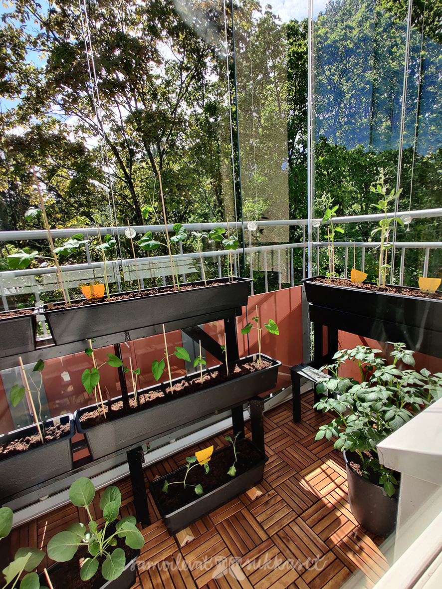 samoilevatsukkaset_kasvimaa_2020_parvekkeella1