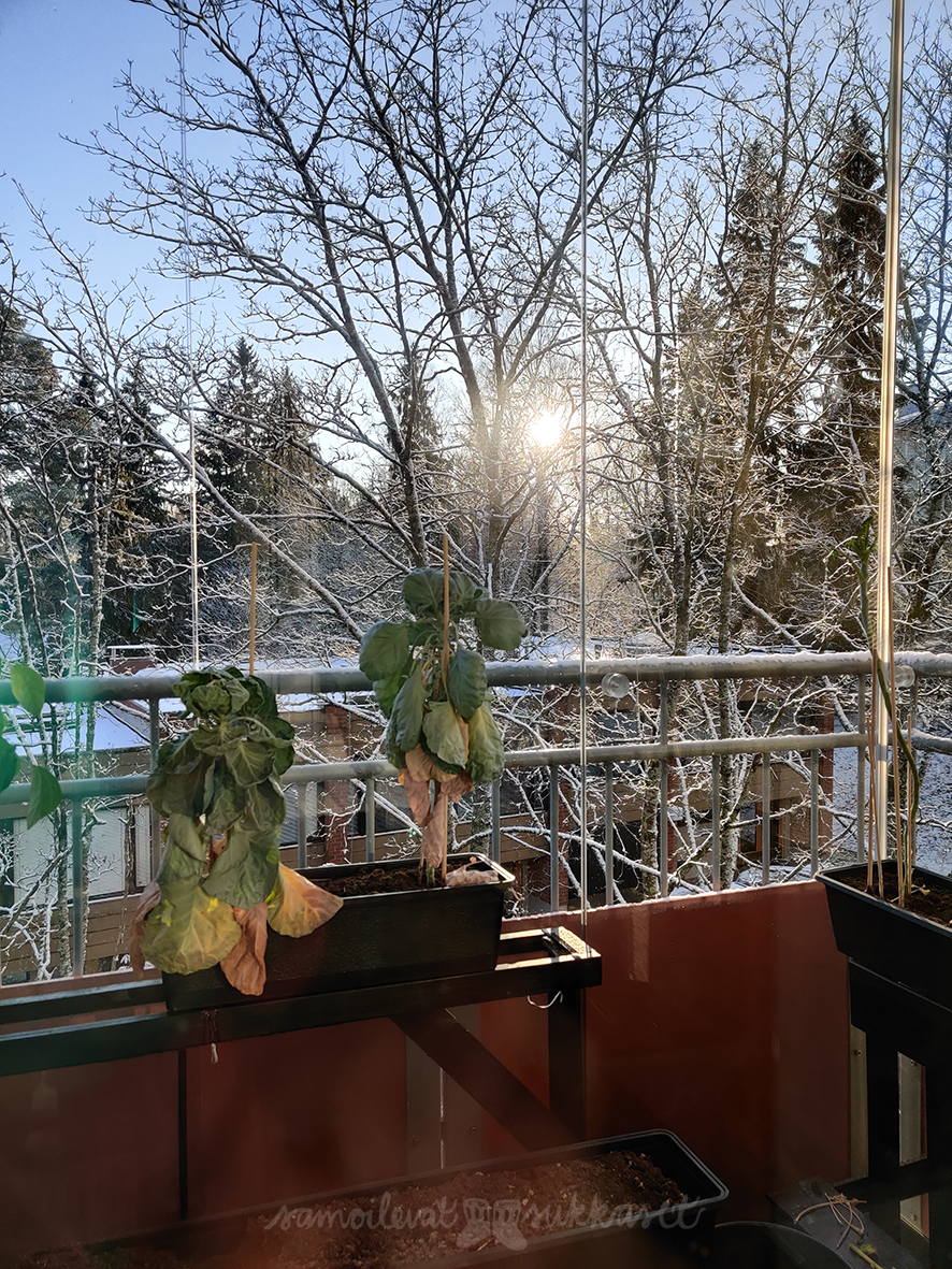 samoilevatsukkaset_kasvimaa_2020_talvi