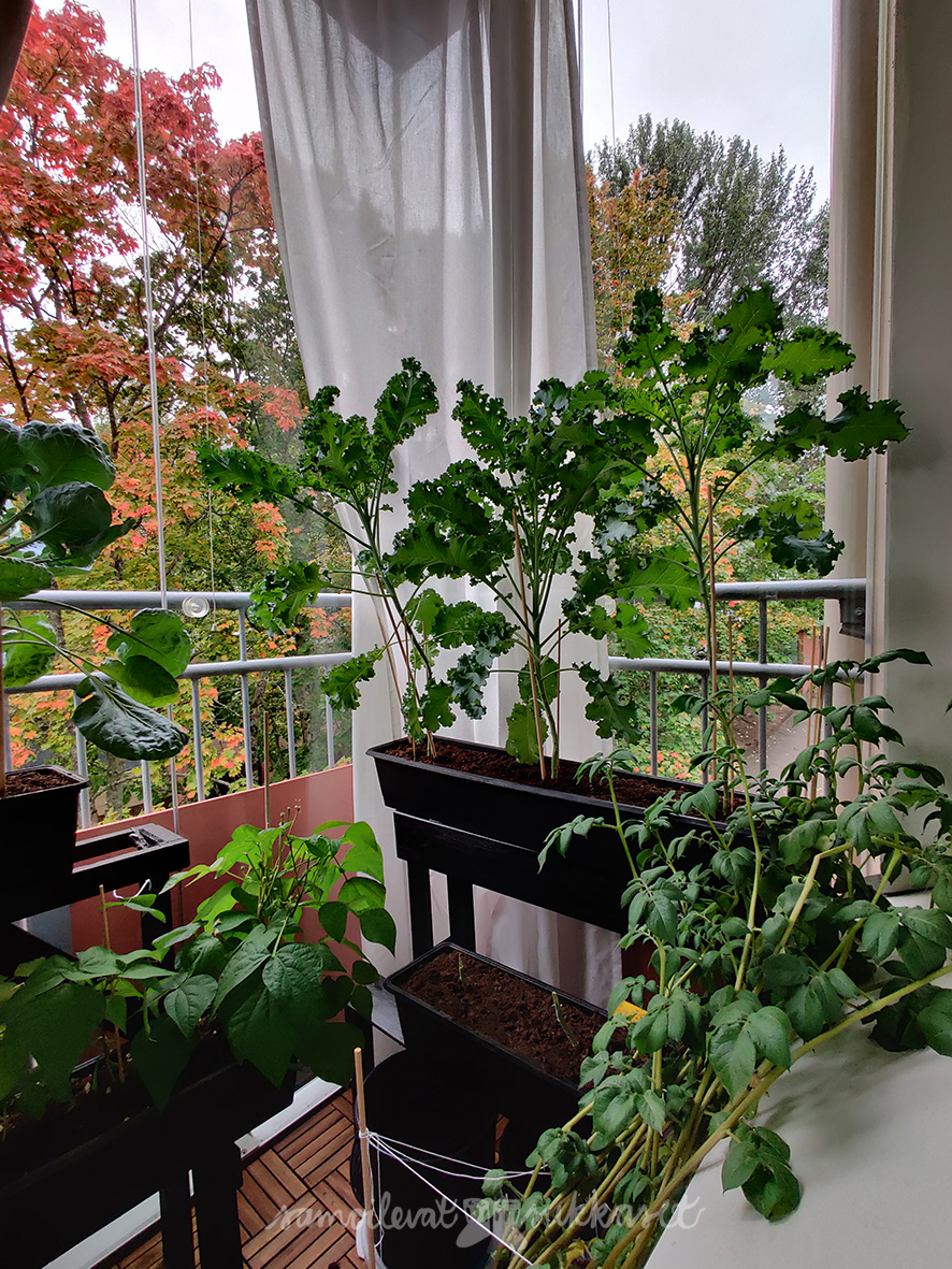 samoilevatsukkaset_kasvimaa_2020_syksy