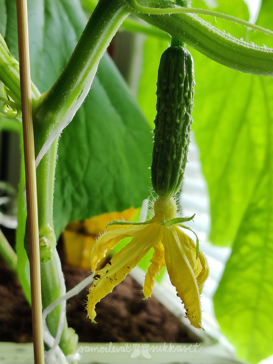 samoilevatsukkaset_kasvimaa_2020_pieni kurkku