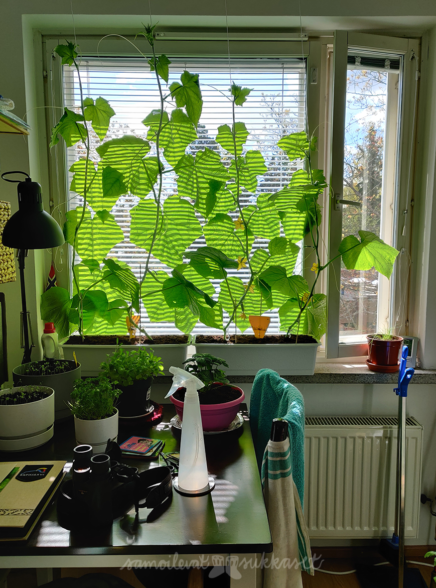 samoilevatsukkaset_kasvimaa_2020_kurkut ikkunalla