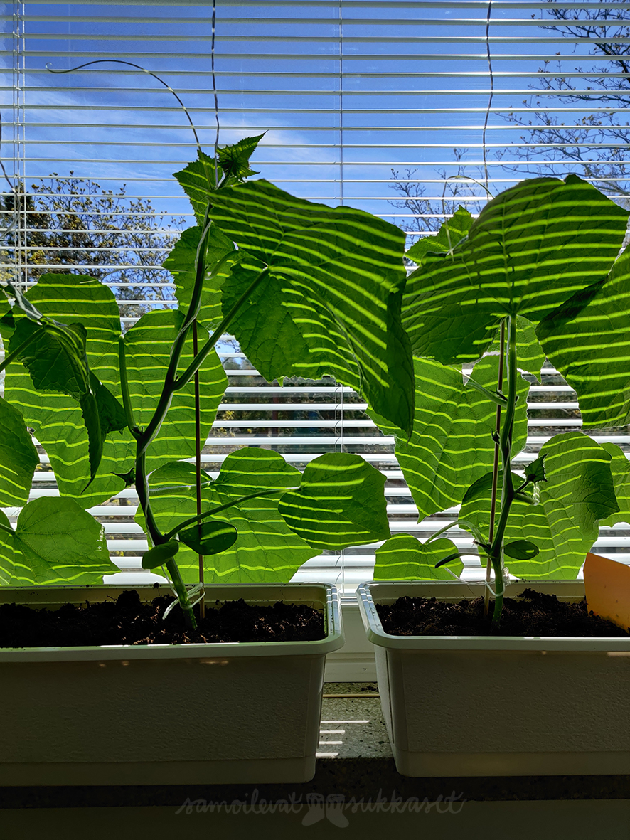 samoilevatsukkaset_kasvimaa_2020_kurkku1