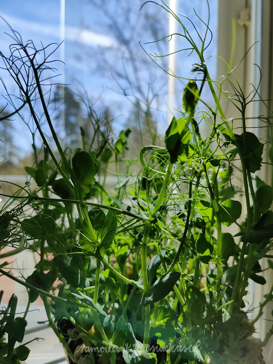 samoilevatsukkaset_kasvimaa_2020_herneenversot