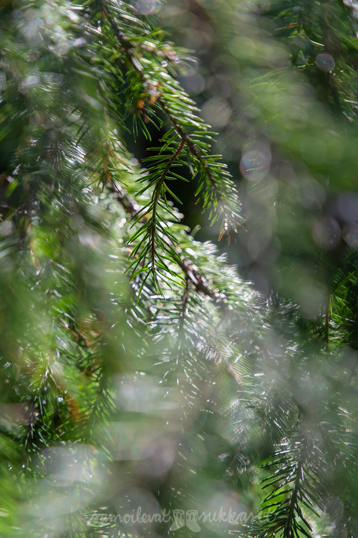 Lapasia lintumaailmasta_kirja