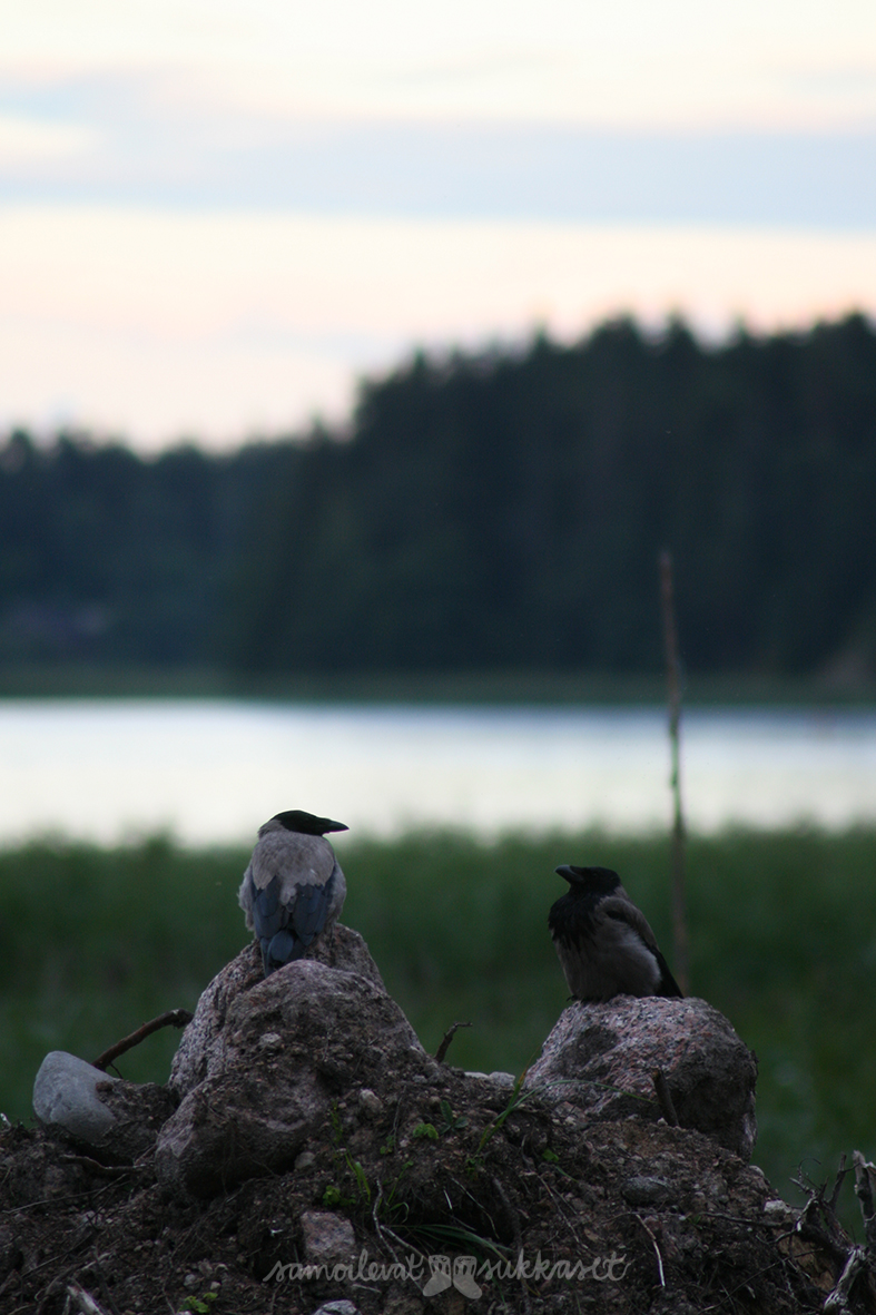 Lapasia lintumaailmasta_veikeä varis_varikset_iris tanttu_3
