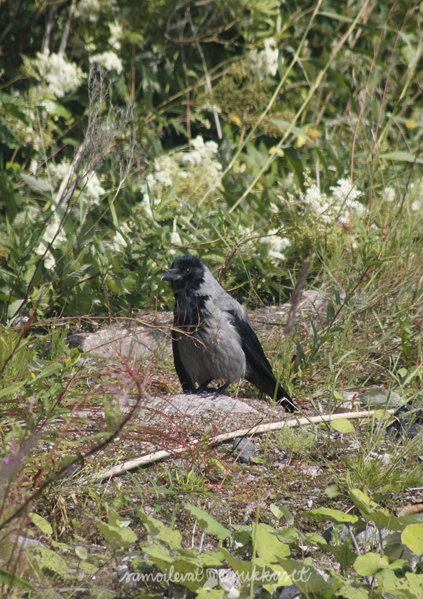 Lapasia lintumaailmasta_veikeä varis_varikset_iris tanttu_2