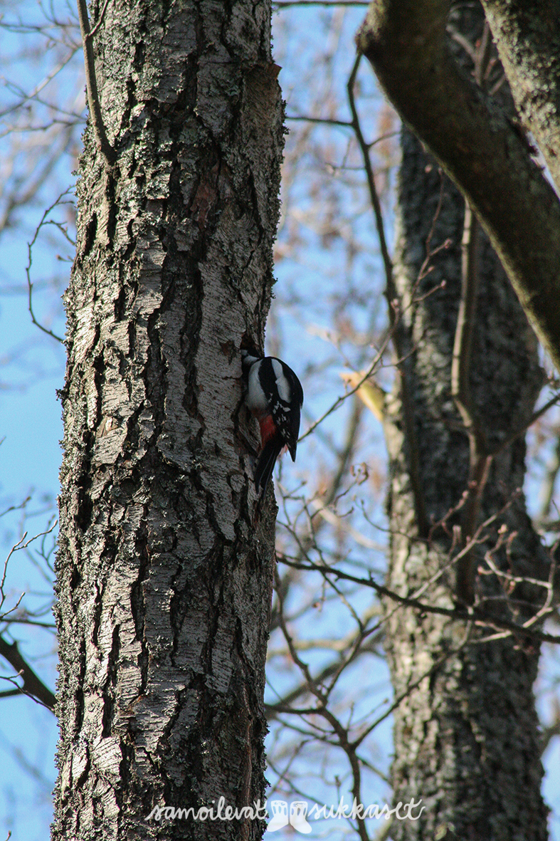 Lapasia lintumaailmasta_kohtelias käpytikka_iris tanttu 3
