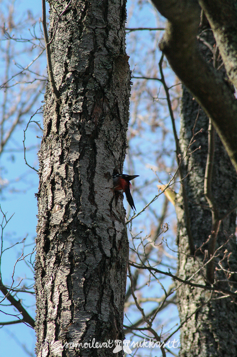 Lapasia lintumaailmasta_kohtelias käpytikka_iris tanttu 4